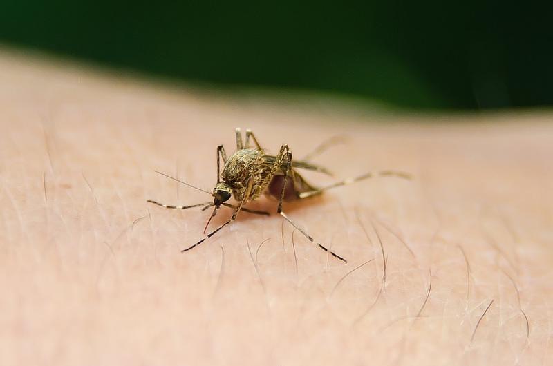 Se descarta la presencia de brotes de dengue: Jacobo Matus Díaz