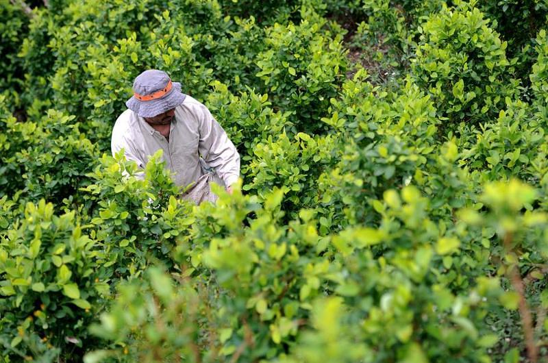 Dos meses para la erradicación total de cultivos de coca