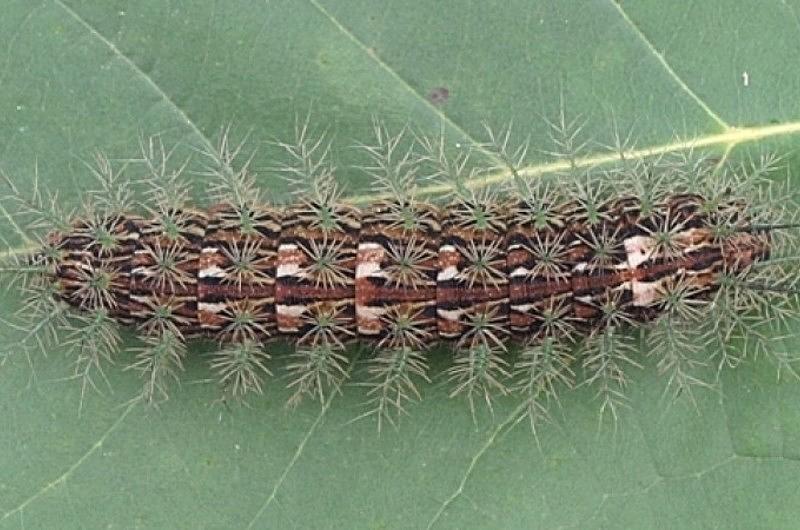 Alerta por presencia del insecto churrusco o lonomia 