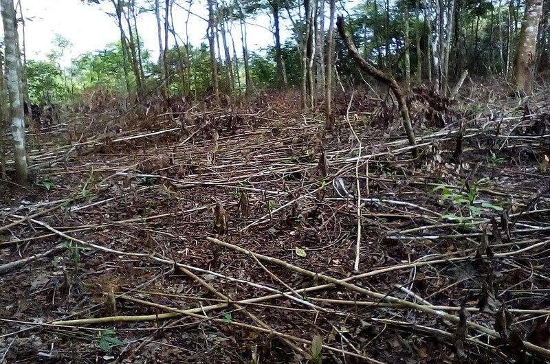 Tala indiscriminada de árboles en barrio La Madrid de Villavicencio