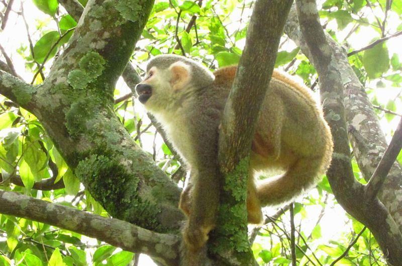 16 animales silvestres fueron reubicados en finca de Cubarral