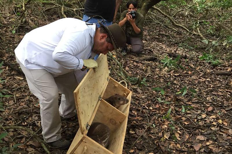 Liberación de fauna silvestre en Reserva de Puerto López