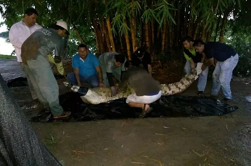Rescate de un Caimán Llanero en Puerto Gaitán