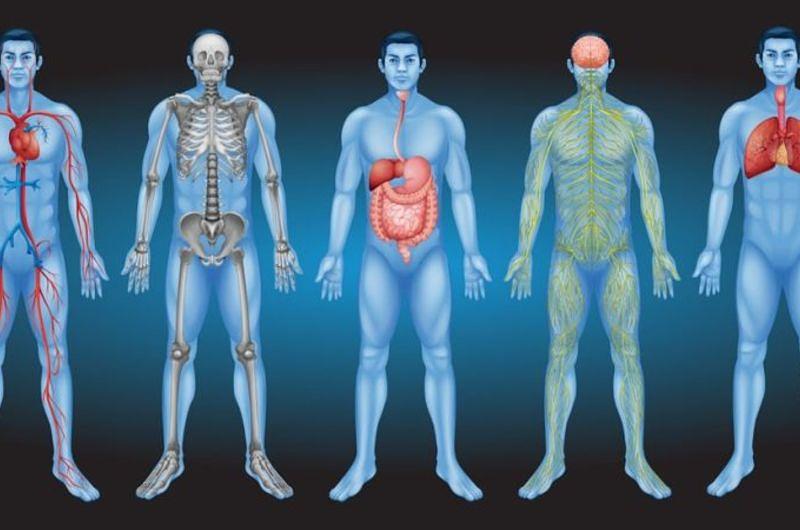 Órgano descubierto en el cuerpo podría ayudar a diagnosticar el cáncer