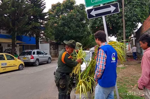 624 hojas de palma fueron incautadas el Domingo de Ramos