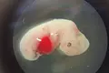 Primeros embriones ovejas-humano creados en laboratorio