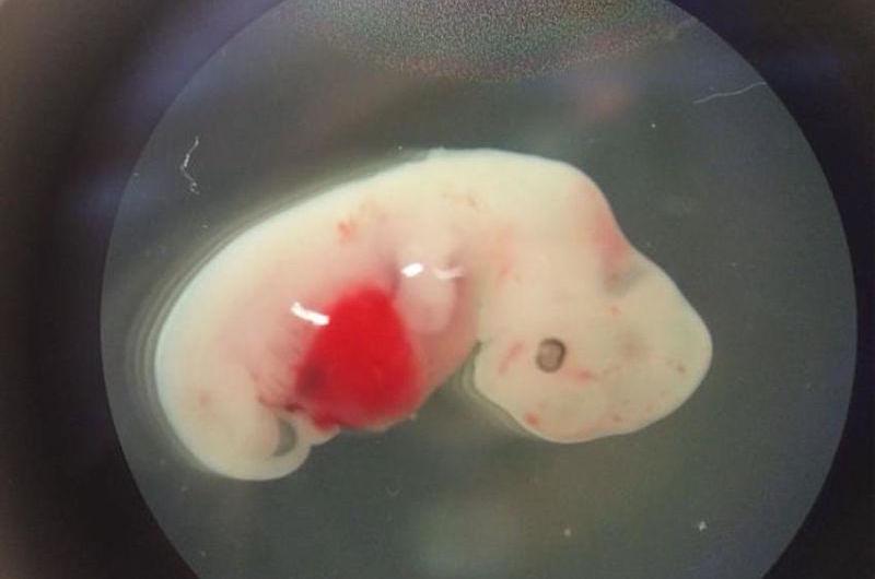 Primeros embriones ovejas-humano creados en laboratorio