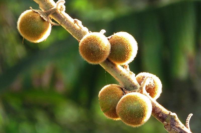 Serán entregados insumos a productores de lulo en Villavicencio