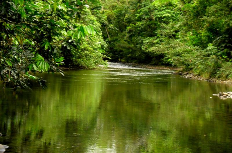 Colombia y Perú se unidos para prevenir el tráfico de flora y fauna 