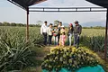 Primera cosecha de piña de la Asociación de Productores Agrosant, de Aguazu