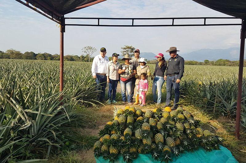 Primera cosecha de piña de la Asociación de Productores Agrosant, de Aguazu