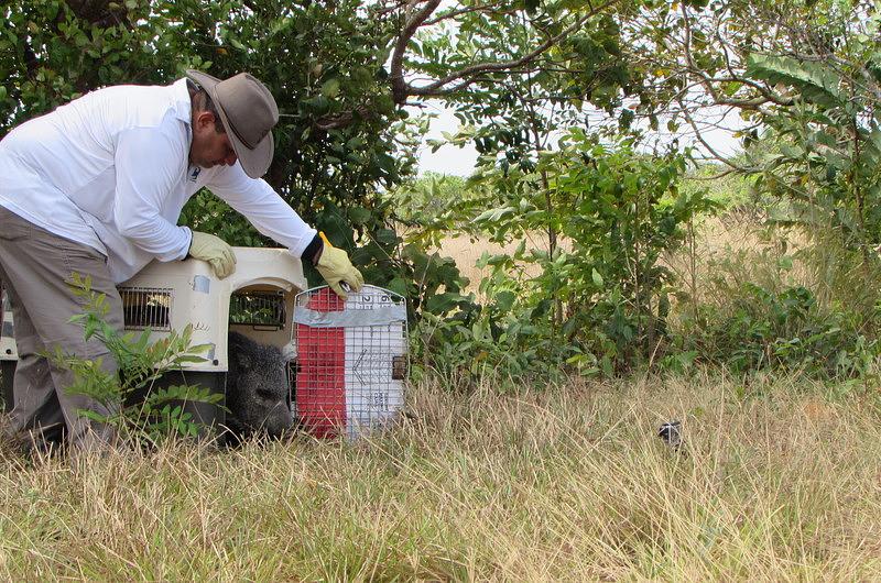 En el 2017 Cormacarena recepcionó 545 ejemplares de fauna silvestre