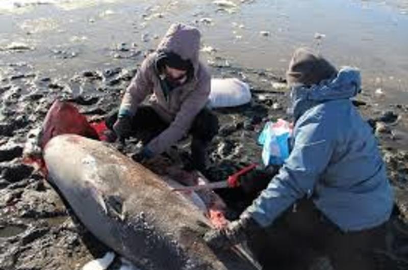 La ola gélida que está matando los tiburones en Estados Unidos