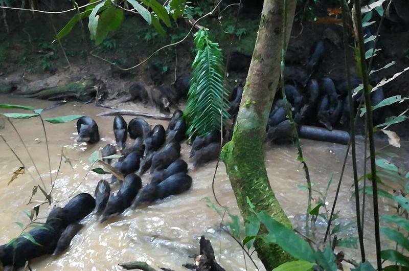 Cormacarena realiza liberación de fauna silvestre en Reserva de Pto. López