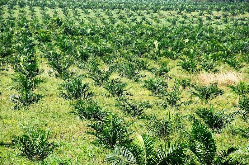 ¡Los cultivos de palma, podrían dejar sin aves al piedemonte Llanero!