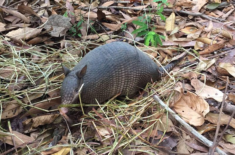 12 especies silvestres devueltas a su hábitat en el municipio de San Martín