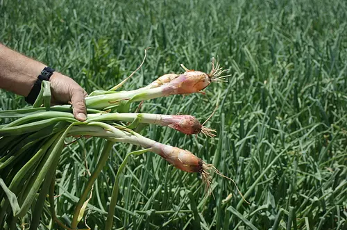 Cebolla junca reporta una tendencia al alza