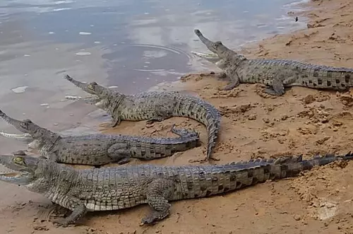 El Caimán Llanero retorna a casa