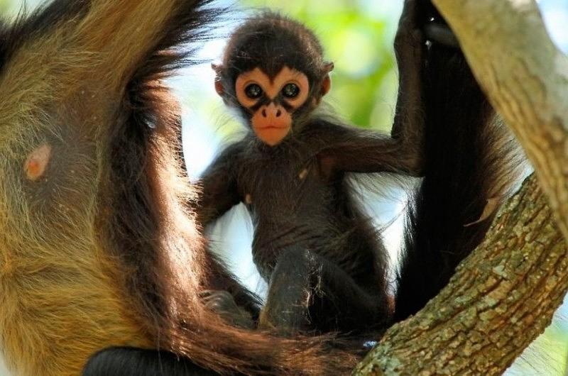 Especies del Magdalena y los Llanos son protegidas