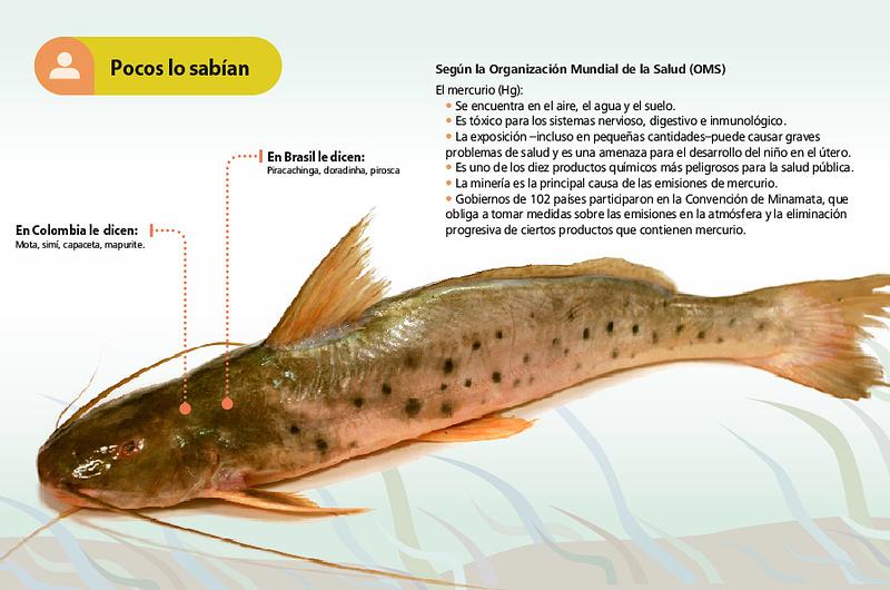 Se prohíbe la pesca, transporte y comercialización del pez ‘Mapurito’