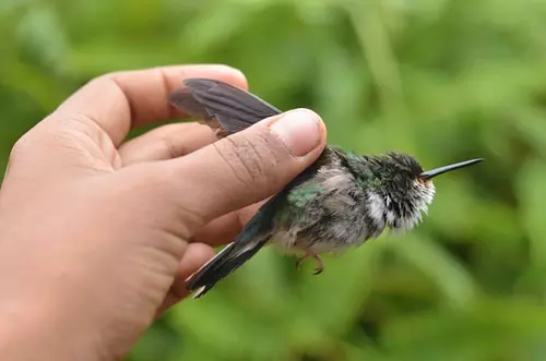 Se descubren 47 especies nuevas en la Amazonía