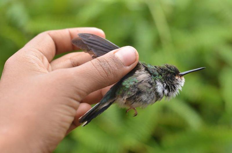 Se descubren 47 especies nuevas en la Amazonía