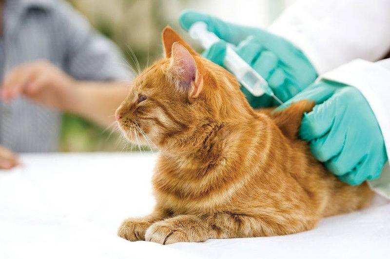 ¡Atención! Se aplicarán 45 mil vacunas felinas y caninas en Villavicencio