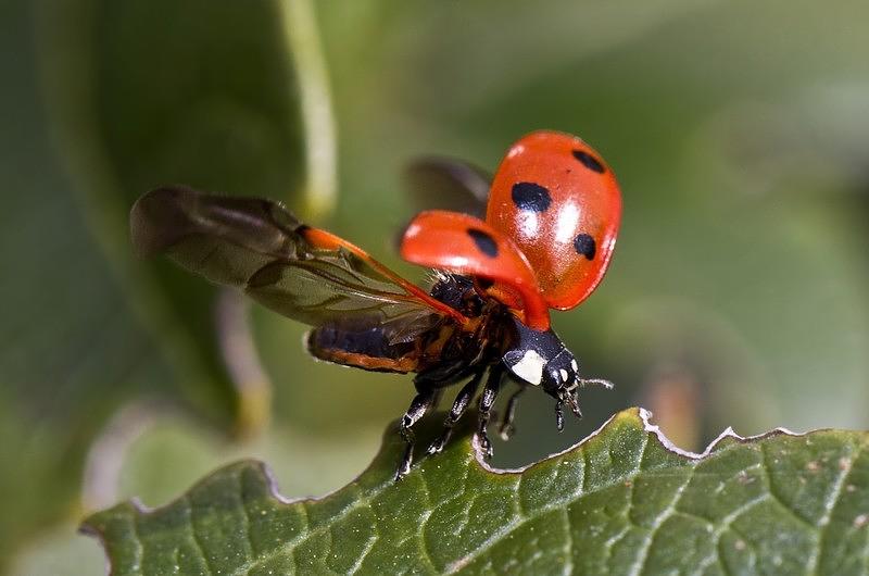 Alemania pierde el 76% de sus insectos voladores