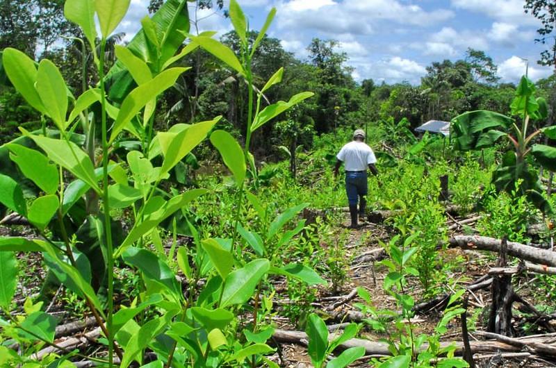 Fiscalía no respalda ley para trato diferente a los cultivadores de coca