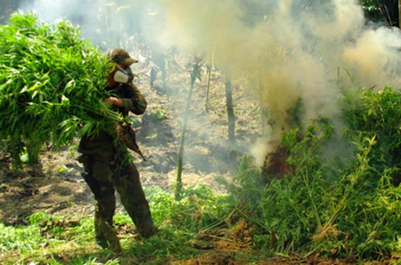 Ejército "trabó a media ciudad" al quemar 814 kilos de marihuana