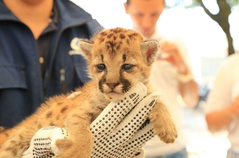 Cría de Puma es salvada en Puerto Gaitán