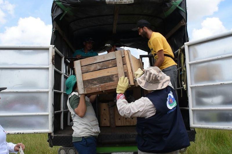 Rescate de animales silvestres regresan a su hábitat en el Meta.