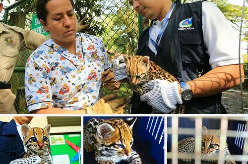 Cormacarena rescató especie en vía de extinción 