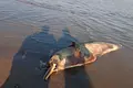 Hallan muertos dos delfines rosados o toninas en Puerto Gaitán