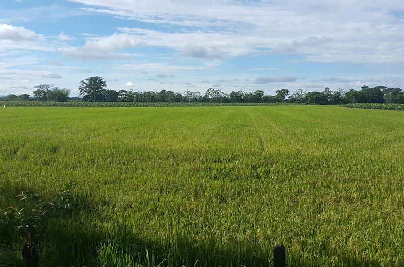 Llanos Orientales cuentan con potencial para cultivos promisorios: ANDI