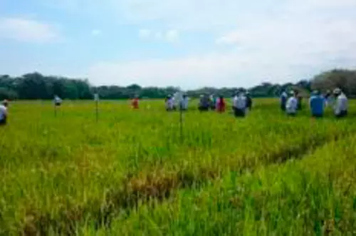 Se necesitan camiones para transportar cosecha arrocera en Casanare