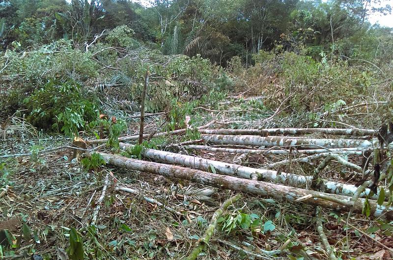 Capturados por tala ilegal de árboles