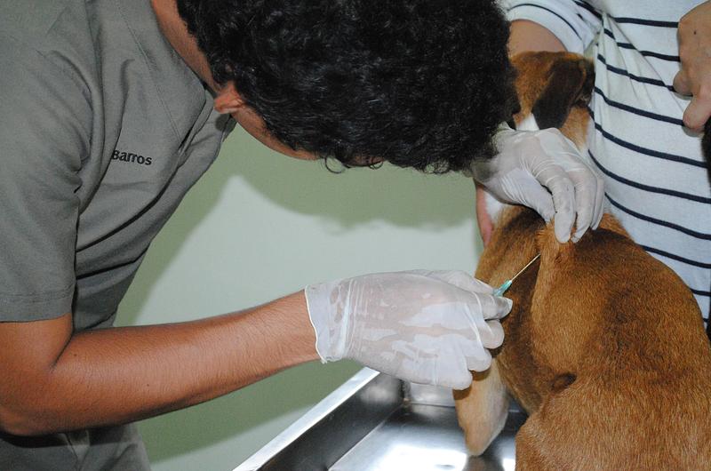 Habrá brigada de salud para mascotas