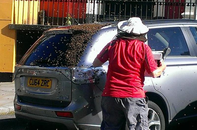 Miles de abejas persiguieron un auto por 24 horas para rescatar a su reina