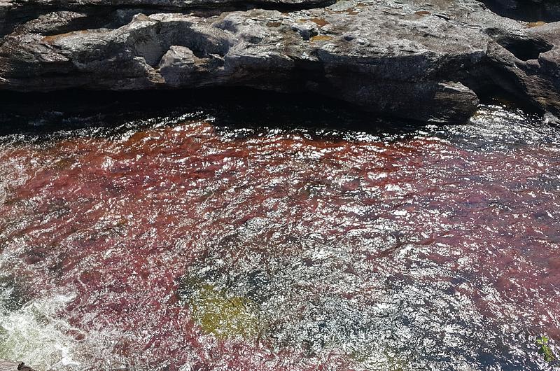 No hay Caño Cristales pa' tanta gente