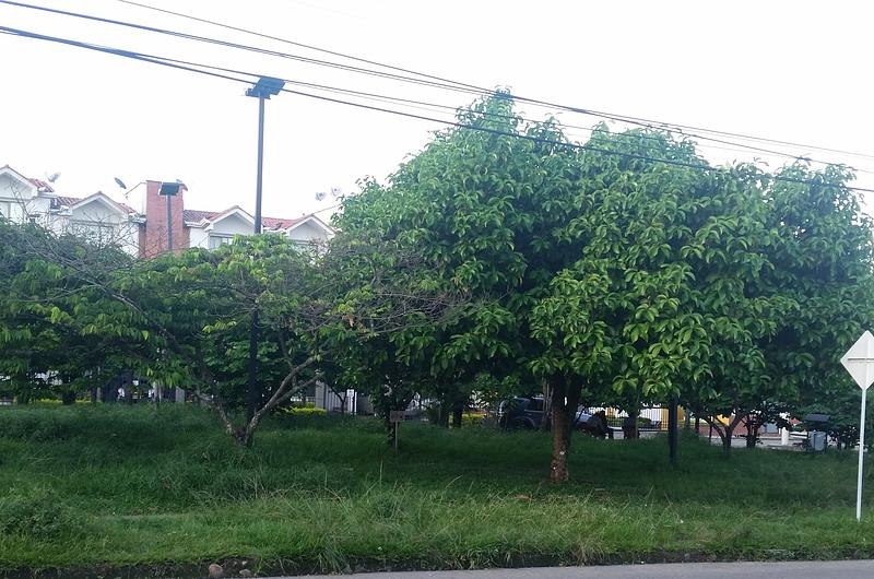 La maleza devora el parque en Caminos de Montecarlo