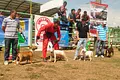 Festival canino este fin de semana en Expo Malocas