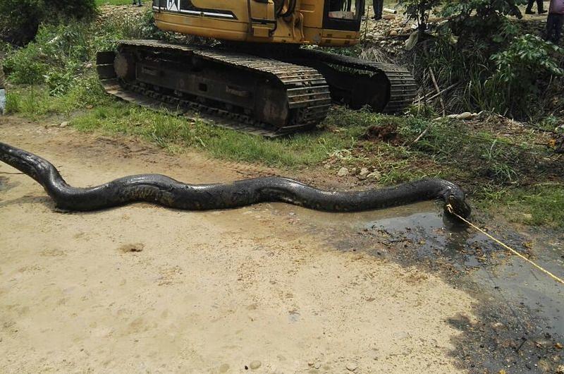 Rescatan anaconda en Barranca de Upía