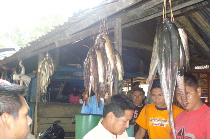 Indígenas del Vaupés avalan proyecto que busca salvar el pez Guaracú