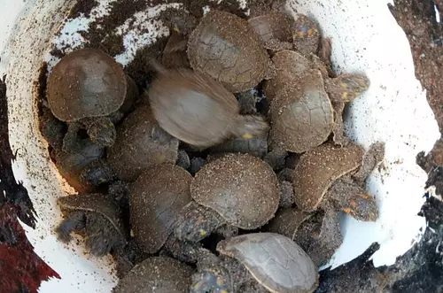 970 Tortugas Terecay serán liberadas en el río Guayabero