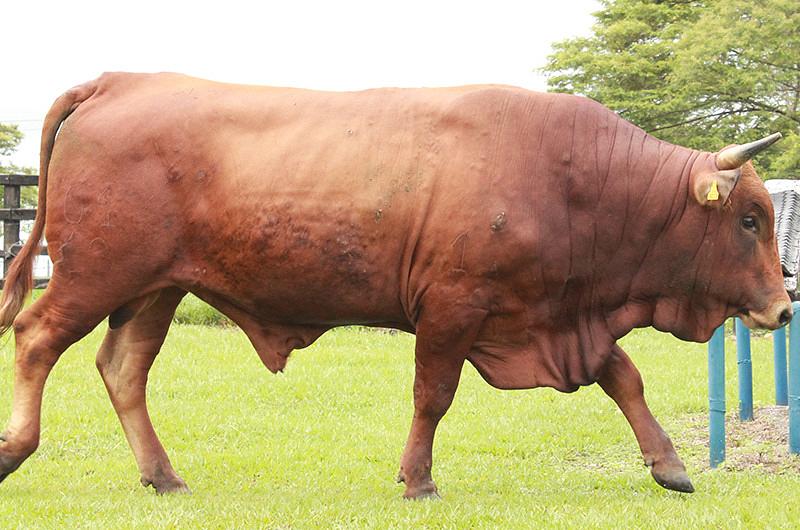 Gran remate de toros Sanmartineros en el Centro de Investigación La Libertad de Corpoica