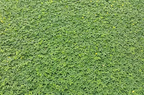 Colombia sabrá qué actividades agropecuarias son las más competitivas