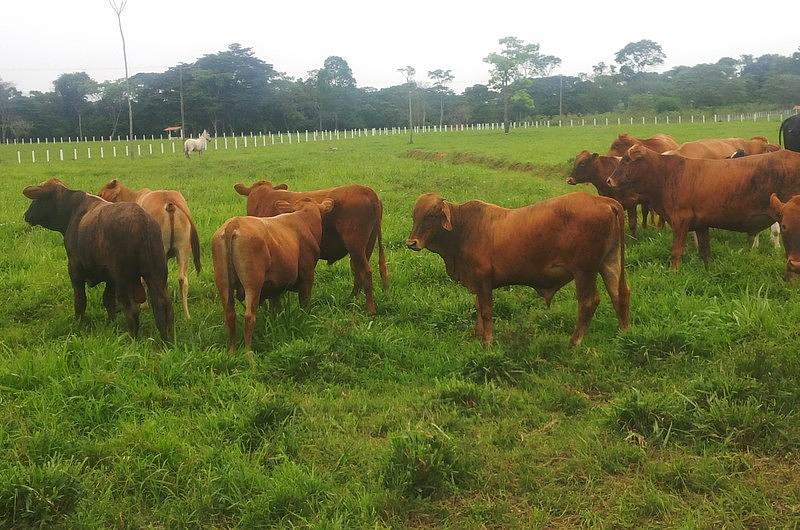 Atribuyen a Ganadería parte de la deforestación en área de reserva natural de la Macarena 