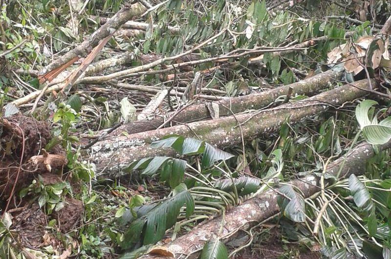 Tala indiscriminada de árboles denunciada por la comunidad es investigada por Cormacarena