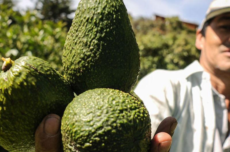 Exploran nuevas zonas de producción para exportar aguacate Hass al mercado de Estados Unidos